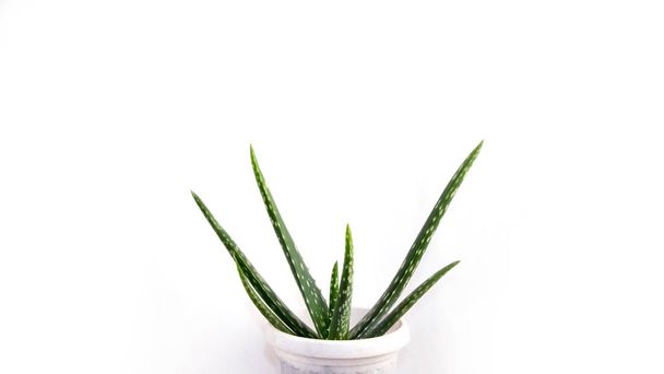 Aloe Vera on white background. Aloe Vera leaves isolated on white background. Aloe plant isolated. - Photo, image