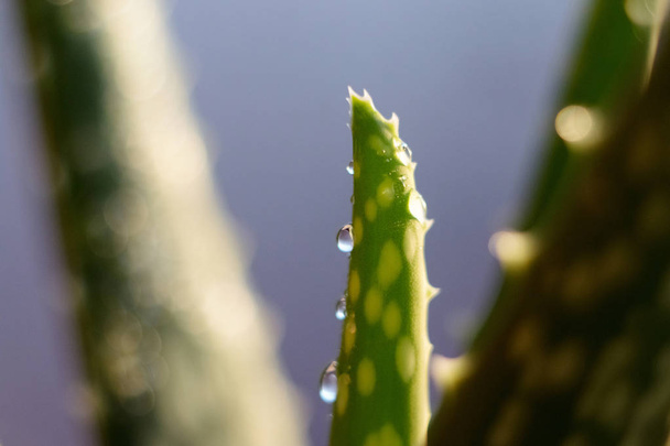Νερό πέφτει στην αλόη Βέρα μετά τη βροχή, πρωί, δροσιά. Aloe vera φυτό μετά τη βροχή - Φωτογραφία, εικόνα
