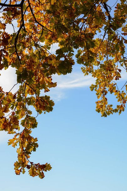Autumn Leaves on Sky Background - Zdjęcie, obraz