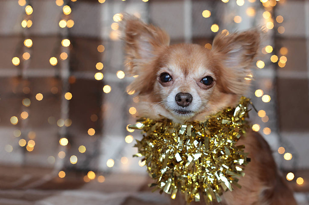 Welpe Chihuahua auf einem Plaid mit einer Girlande knabbert einen Knochen Weihnachtsurlaub - Foto, Bild