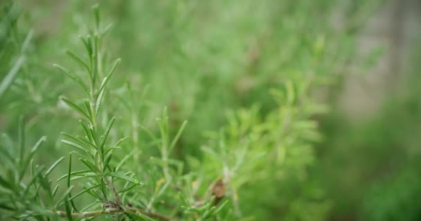 Handheld tracking shot through green rosemary bush - Footage, Video