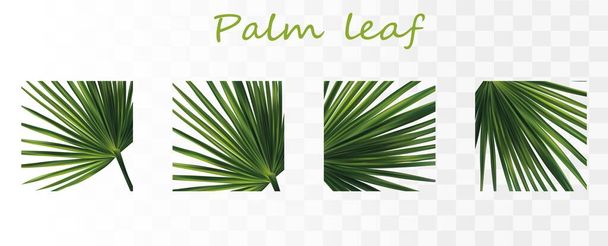 Kokoelma vihreä palmunlehtiä. Trooppiset palmunlehdet eristetty läpinäkyvällä pohjalla. 3D realistisia lehtiä kopioi tilaa tekstin. Kesälehti. Kuvakkeet banneri. Läheltä liippasi. Vektori
 - Vektori, kuva
