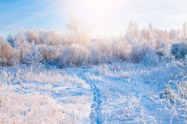 Kaunis talvi aurinkoinen maisema. Lumen peittämät puut ja polku Suomessa
. - Valokuva, kuva