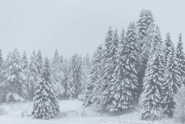 Les je pokryt hustým sněhem a špatné počasí na obloze wi - Fotografie, Obrázek