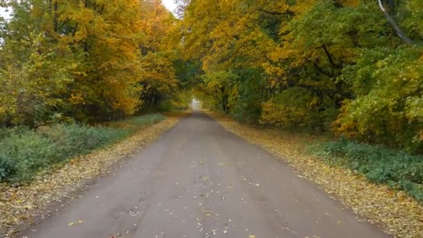 Camino en bosque otoñal, vuelo lento y suave con drones. hojas amarillas lamer a cada lado de la carretera
. - Imágenes, Vídeo