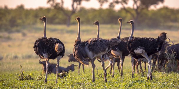 Ostrich herd on Mooiplaas savanna plain - 写真・画像
