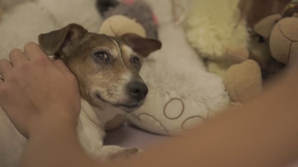 zoom in pretty brown and white dog lying on bed with toys - Filmagem, Vídeo