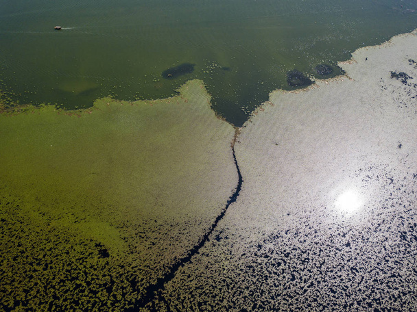 Luchtfoto van een motorboot in navigatie die langs een gebied vol waterlelies loopt. Onaangetaste natuur in Lake Scutari, Skadar, Nationaal Park in Montenegro - Foto, afbeelding