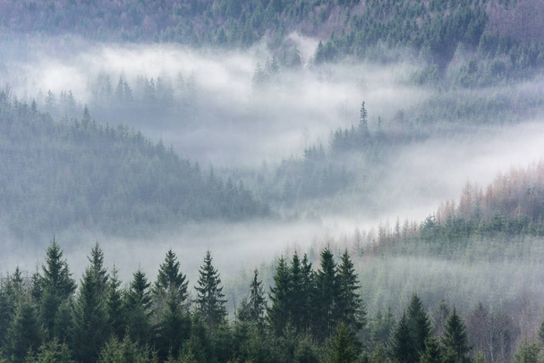  朝の霧の中で鬱蒼とした松林の詳細。松林の上の霧. - 写真・画像
