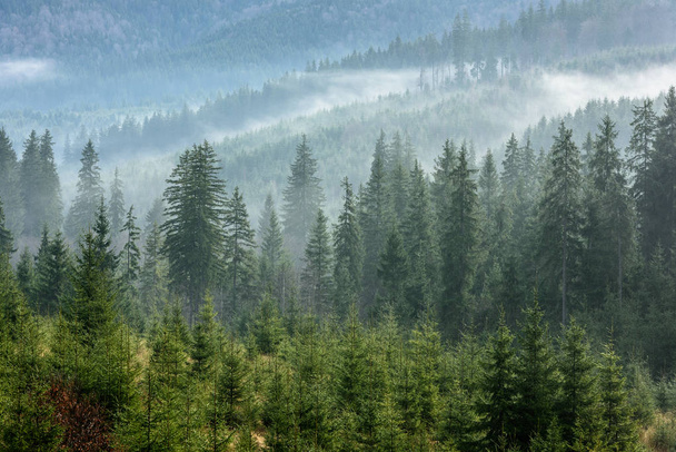  Деталь густого соснового леса в утреннем тумане. Туман над сосновыми лесами
. - Фото, изображение