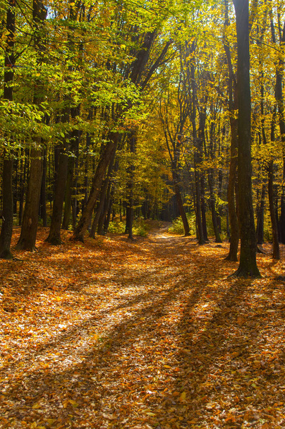 Autumn forest landscape with yellow foliage - Fotó, kép