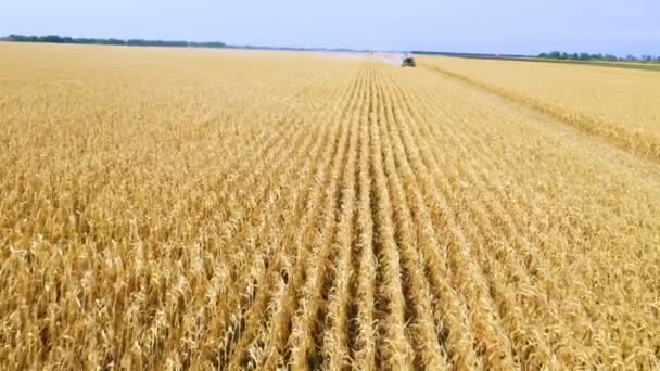 machines te combineren die maïs oogsten in het veld luchtbeelden - Video
