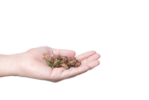 Hand houden van gefrituurde krekel, een insect vol eiwitten, famo - Foto, afbeelding