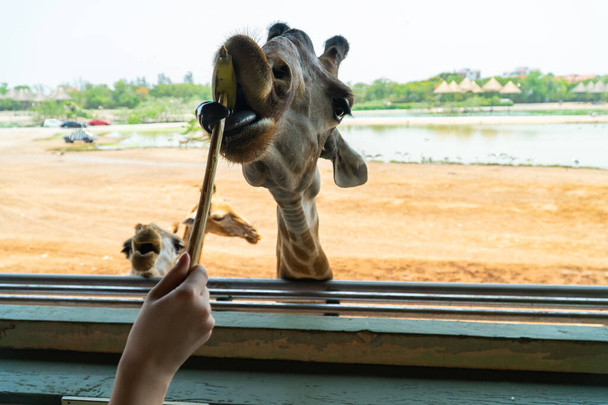Giraffe in the safari eating banana. - Photo, Image