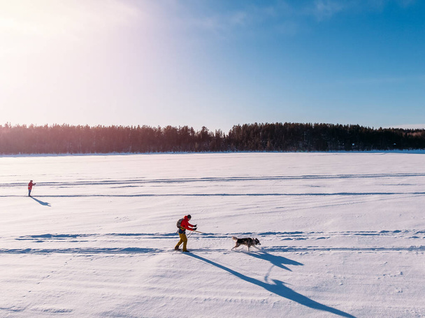 Człowiek na nartach spacery zaprzęgiem psa sanie w zimie przez szlak śniegu. Koncepcja aktywnego wypoczynku. Widok z góry - Zdjęcie, obraz