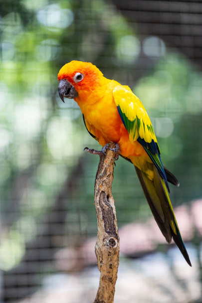 Tahta ağaçta renkli bir papağan. - Fotoğraf, Görsel