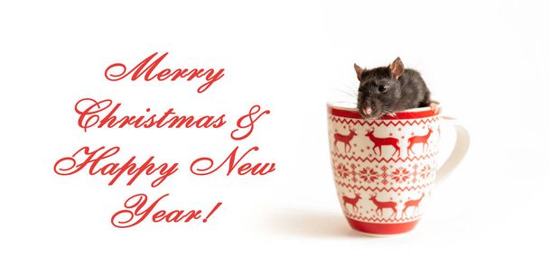 musta rotta, jolla on kaunis vaaleanpunainen nenä, istuu ja katselee ulos suuresta joulumukista valkoisella taustalla
 - Valokuva, kuva