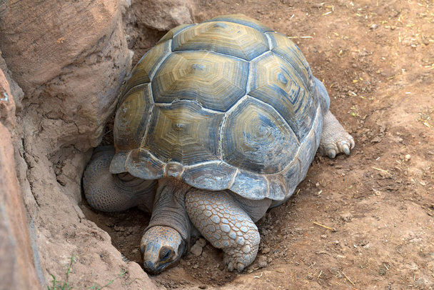 Śpiący żółw w karapaksie - Zdjęcie, obraz