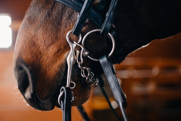 Крупним планом деталь коричневого коня, вуздечки, сідла. Зима, снігweather forecast
 - Фото, зображення