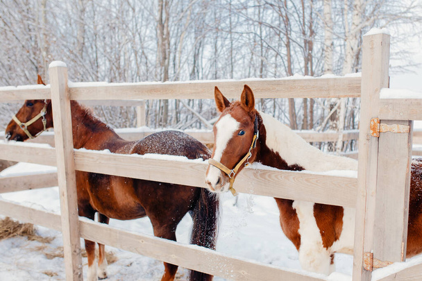 Kahverengi at, dizgin ve eyerin yakın plan detayları. Kış, kar - Fotoğraf, Görsel