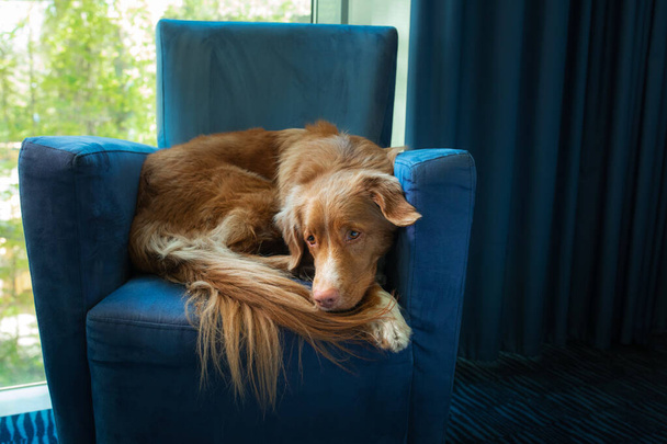 dog on a blue armchair by the window. Nova Scotia Duck Tolling Retriever inside - Zdjęcie, obraz