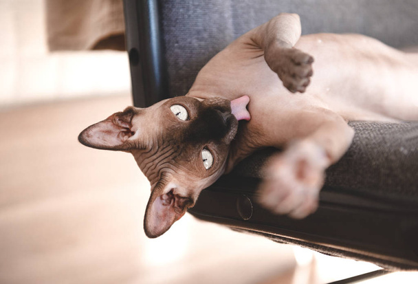cat of breed the canadian Sphynx with his tongue hanging out lic - Foto, Imagem
