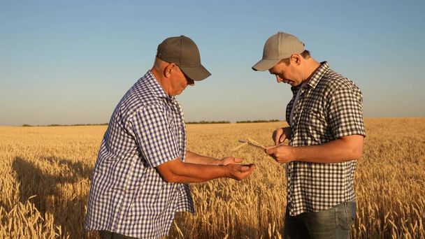 ビジネスマンは、タブレット上で雑穀の写真を撮って、メーカーのウェブサイトに送信します。品質のために小麦の穀物をチェックするフィールドでの農学者と農家の仕事。穀物の収穫 - 写真・画像