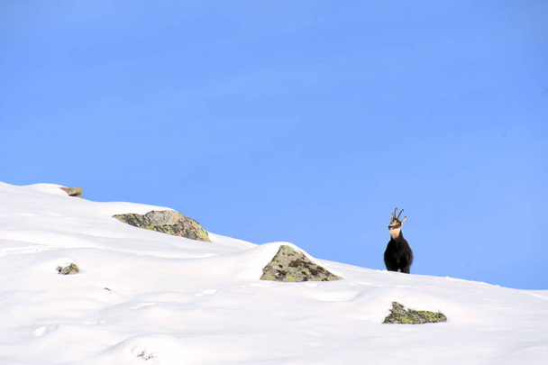The chamois on the snow - 写真・画像