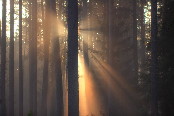 Sun in misty sunny forest in autumn morning. Scenic nature lands - Photo, image