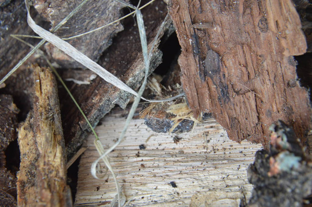 Madeira maciça e texturas de superfície de madeira serrada processadas
 - Foto, Imagem