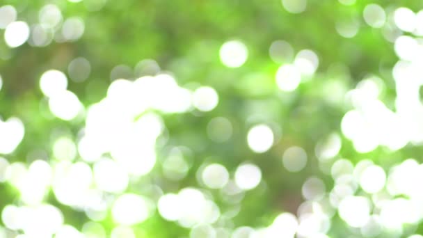 Abstracts background. Full frame of green tree out focus as bokeh background - Footage, Video
