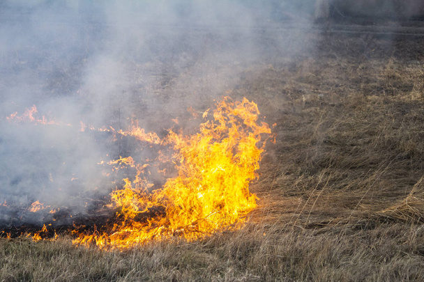lentebranden dood hout in het bos en brandweerlieden blussen - Foto, afbeelding