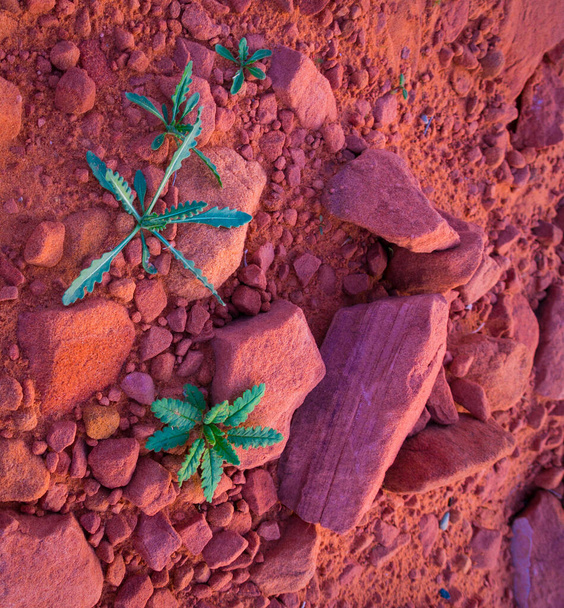 Zbliżenie zielonych liści roślin rosnących w czerwonych piaskowcowych skałach w Arizonie, USA - Zdjęcie, obraz