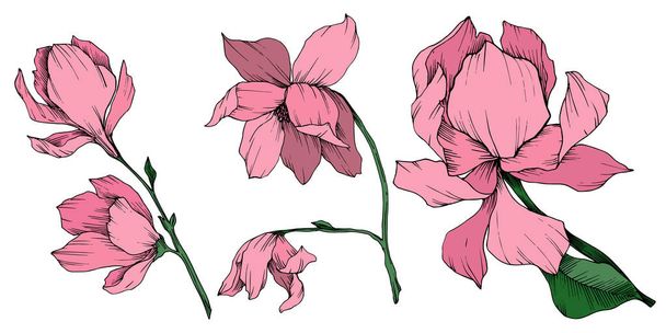 Vecteur Magnolia fleurs botaniques florales. Encre gravée en noir et blanc. Elément d'illustration magnolia isolé
. - Vecteur, image
