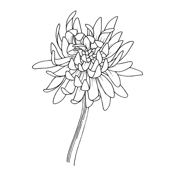 Vector Chrysanthemum flores botánicas florales. Tinta grabada en blanco y negro. Elemento de ilustración de flores aisladas
. - Vector, imagen