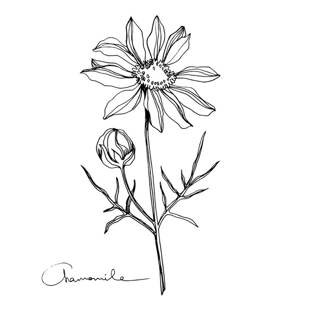 Kamillavirág vektor botanikus virágok. Fekete-fehér vésett tinta művészet. Izolált virág illusztrációs elem. - Vektor, kép