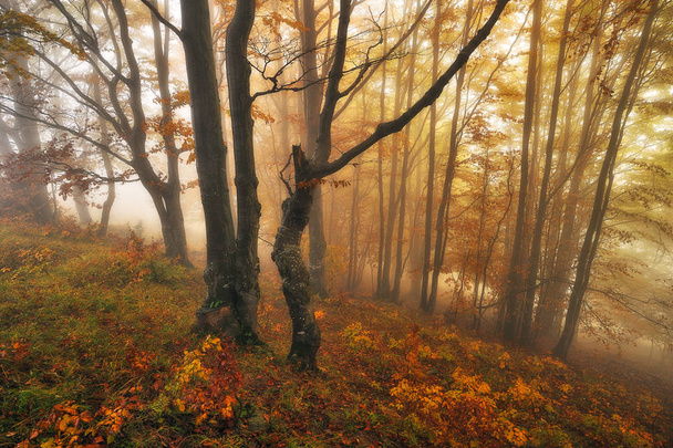 bosque de hadas. Mañana de otoño en un bosque nublado. niebla en el bosque de los Cárpatos
 - Foto, imagen