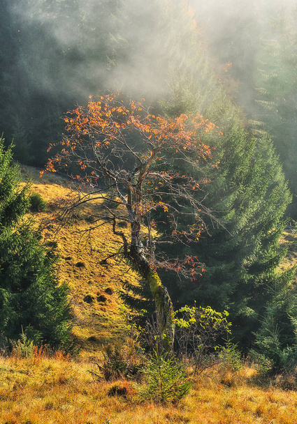 foresta fatata. Mattina d'autunno in una foresta nebbiosa. nebbia nella foresta dei Carpazi
 - Foto, immagini