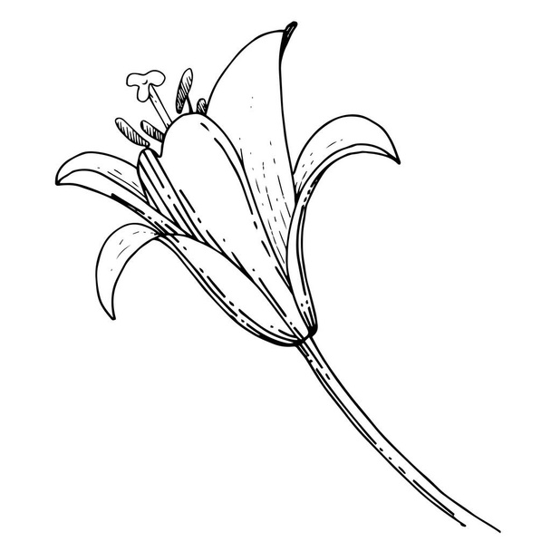 Flor botánica floral Vector Lily. Tinta grabada en blanco y negro. Elemento de ilustración de lilium aislado
. - Vector, imagen