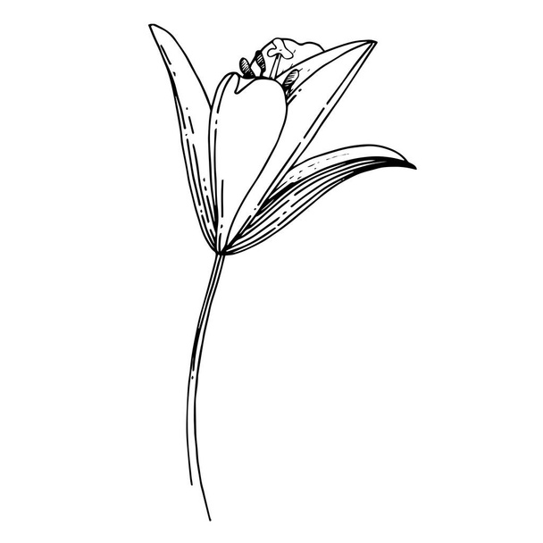 Vector Lily floral botanical flower. Black and white engraved ink art. Isolated lilium illustration element. - ベクター画像