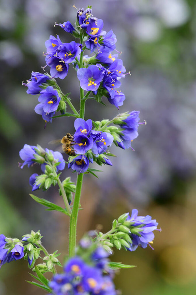 kék csatavirág - Fotó, kép
