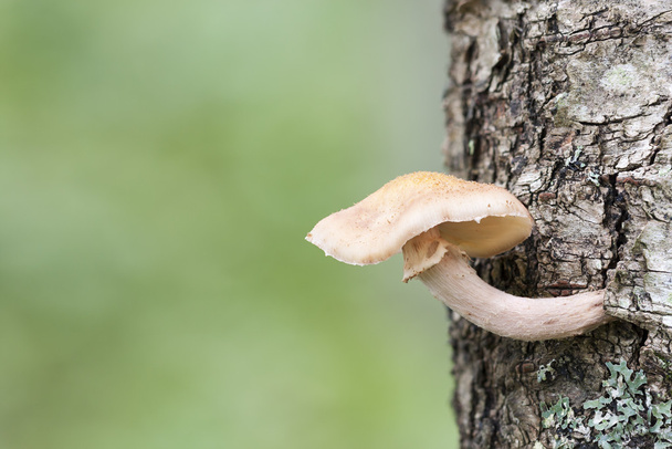 Pilz auf einem Baumstamm - Foto, Bild