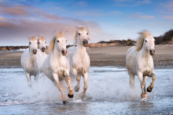 Cavalos brancos em Francia
. - Foto, Imagem