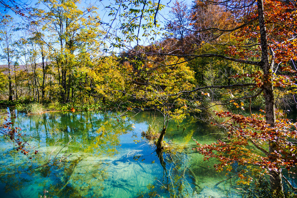Pond in Plitvice Jezera Park, Croatia. - Foto, Bild