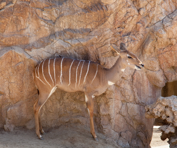 Koedoe antilope met camouflage - Foto, afbeelding