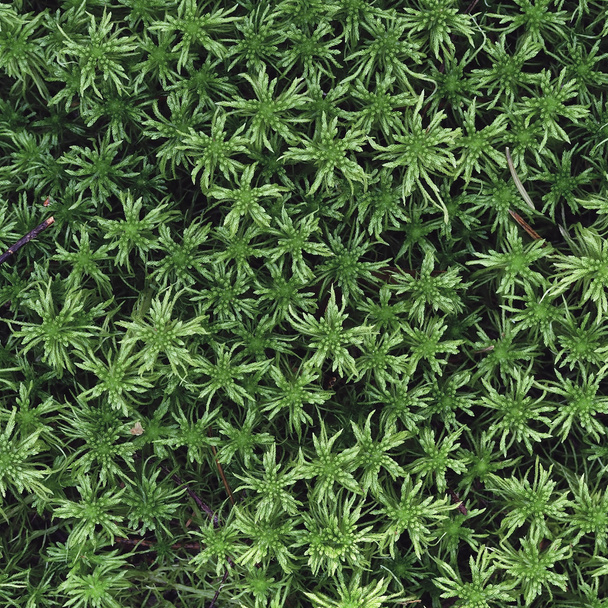 Green Peat Moss - Photo, Image