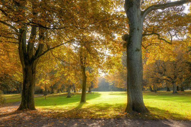 beautiful old trees with colorful autumn leaves in an old park, seasonal nature background  - Valokuva, kuva