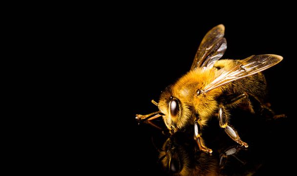 Macro abelha, isolado em fundo preto. Conceito de abelha. Copiar espaço à esquerda - Foto, Imagem