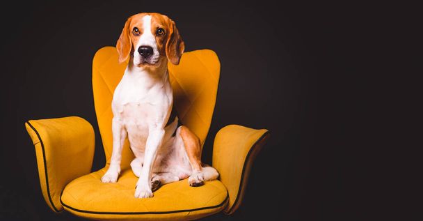 Um cão beagle senta-se em uma cadeira amarela na frente de um fundo preto. Cão bonito em móveis, espaço de cópia à direita
 - Foto, Imagem