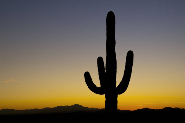 Τα Saguaro στο ηλιοβασίλεμα - Φωτογραφία, εικόνα